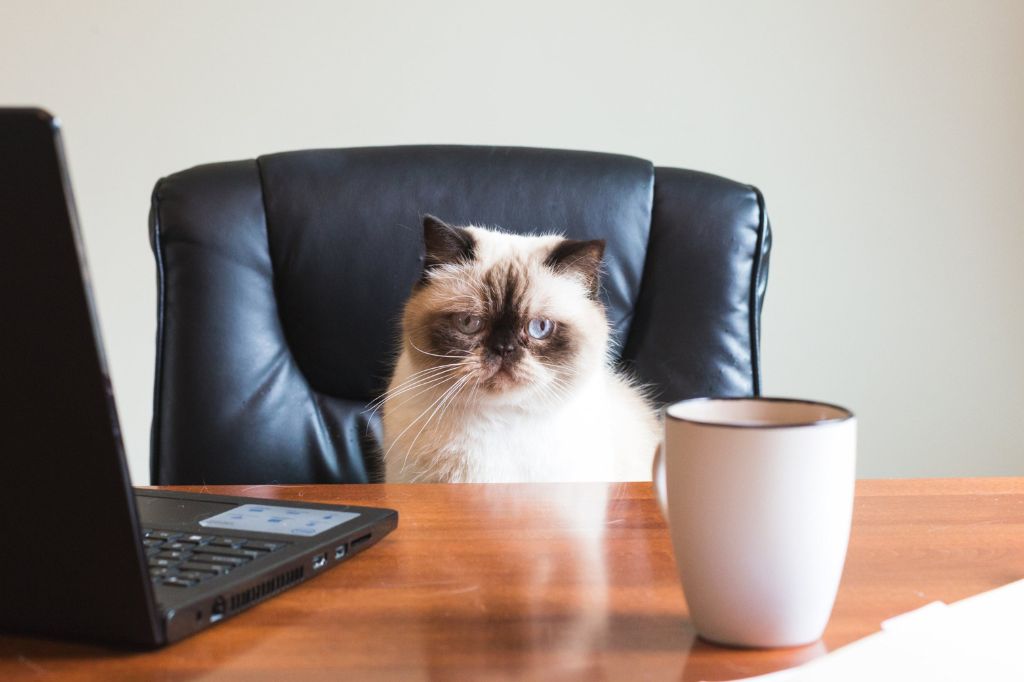 Cat sitting on a desk with a laptop and mug in the foreground
